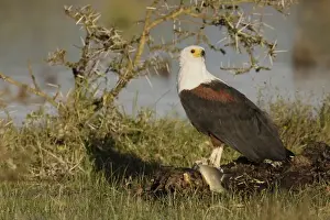 Africa, Kenya, Lake Naivasha. African fish eagle eating prey