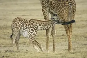 Nursing Prints: Africa, Kenya, Lake Naivasha. Young giraffe nursing