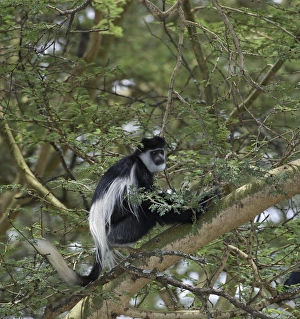 Kenya Gallery: Africa, Kenya, Lake Nakuru National Park