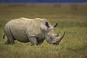 Critically Endangered Prints: Africa, Kenya, Lake Nakuru National Park