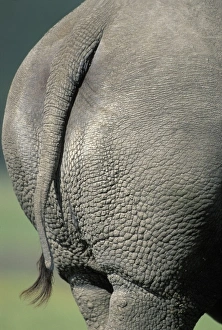 Africa, Kenya, Lake Nakuru National Park, Close-up detail of tail of White Rhinoceros
