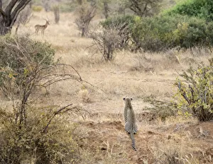 Leopard Prints: Africa, Kenya. Leopard eying antelope