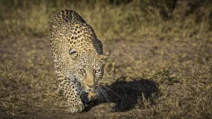 Leopard Prints: Africa, Kenya. Leopard ready to attack