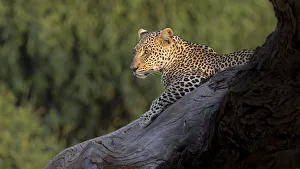 Africa, Kenya. Leopard resting on dead tree