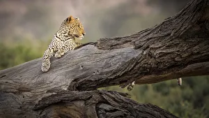 Leopard Prints: Africa, Kenya. Leopard resting on dead tree