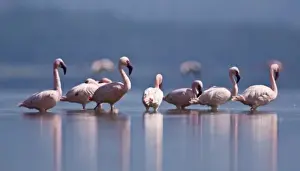 Neck Prints: Africa. Kenya. Lesser Flamingo reflections at Lake Nakuru NP