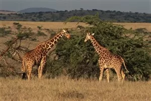 Images Dated 31st August 2007: Africa, Kenya, Lewa Downs, Two reticulated giraffes (Giraffa camelopardalis)