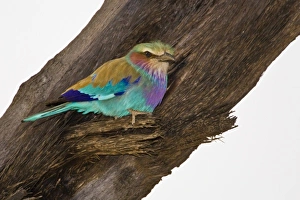 Images Dated 19th July 2008: Africa. Kenya. Lilac-breasted Roller at Samburu NP