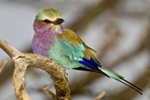 Lilacbreasted Roller Prints: Africa. Kenya. Lilac-breasted Roller at Samburu NP