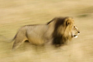 Africa, Kenya, Maasai Mara. Motion blur of walking male lion