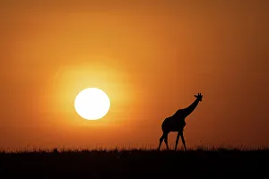 Giraffe Prints: Africa, Kenya, Maasai Mara National Reserve. Silhouette of giraffe at sunset