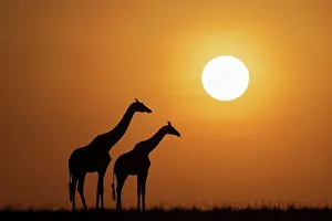 Giraffe Prints: Africa, Kenya, Maasai Mara National Reserve. Silhouette of two giraffes at sunset