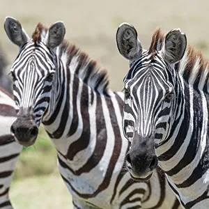Images Dated 4th June 2023: Africa, Kenya, Maasai Mara National Reserve. Close-up of zebras