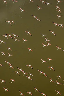 Graceful Prints: Africa, Kenya, Magadi, Aerial view of Lesser Flamingos (Phoenicoparrus minor