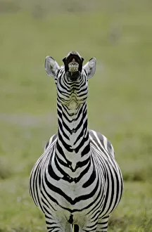 Africa, Kenya. Male Burchells zebra exhibits flehmen display to sense females