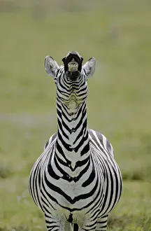 Art Morris Prints: Africa, Kenya. Male Burchells zebra exhibits flehmen display to sense females