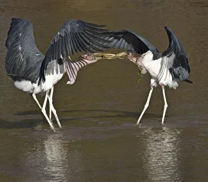 Africa, Kenya. Marabou storks struggle over nesting material Africa, Kenya. Marabou storks struggle over nesting material