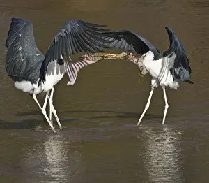 Confrontation Prints: Africa, Kenya. Marabou storks struggle over nesting material