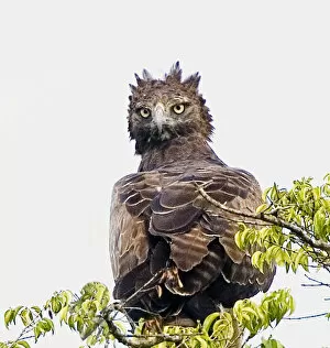 Africa, Kenya. Martial eagle perched on tree limb