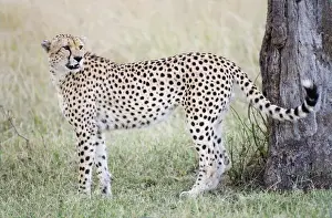 Cautious Prints: Africa, Kenya, Masai Mara. Adult male cheetah pauses by tree