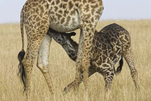 Africa, Kenya, Masai Mara. Baby Masai giraffe nursing its mother
