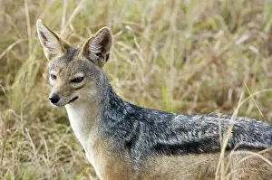 Kenya Prints: Africa, Kenya, Masai Mara. Black-backed jackal close-up
