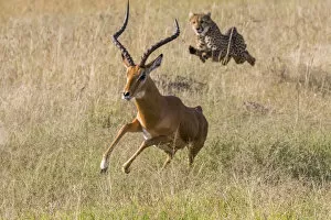 Kenya Gallery: Africa, Kenya, Masai Mara, Cheetah (Acinonyx jubatus) chasing Impala (Aepyceros melampus)