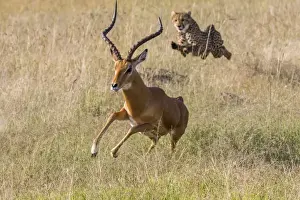 Masai Mara Prints: Africa, Kenya, Masai Mara, Cheetah (Acinonyx jubatus) chasing Impala (Aepyceros melampus)