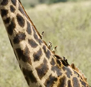 Kenya Gallery: Africa, Kenya, Masai Mara. Close-up of giraffe neck with oxpecker birds. Credit as