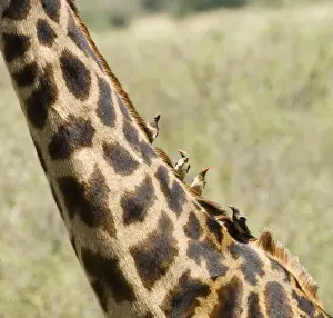 Neck Prints: Africa, Kenya, Masai Mara. Close-up of giraffe neck with oxpecker birds. Credit as