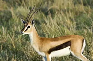 Kenya Prints: Africa, Kenya, Masai Mara. Close-up of male Thomsons gazelle