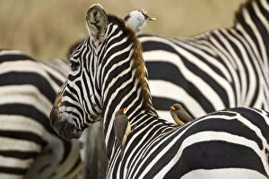 Africa, Kenya, Masai Mara. Common zebra with oxpecker birds on its back. Credit as