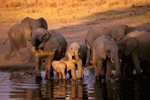 Shower Prints: Africa, Kenya, Masai Mara. Elephants (Loxodonta africana)