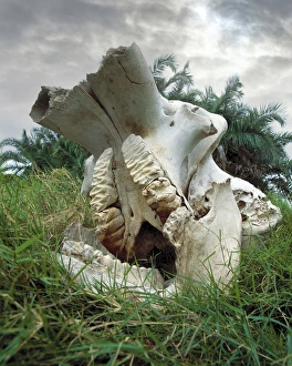 Images Dated 30th December 2015: Africa, Kenya, Masai Mara Game Reserve. Elephant skull