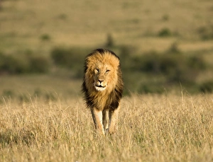 Africa, Kenya, Masai Mara Game Reserve. Male lion walking in dry grass. Credit as