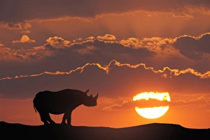 Images Dated 22nd October 2010: Africa, Kenya, Masai Mara Game Reserve. Composite of white rhino silhouette and sunset