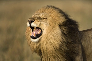 Images Dated 3rd October 2008: Africa, Kenya, Masai Mara Game Reserve. Male lion roaring