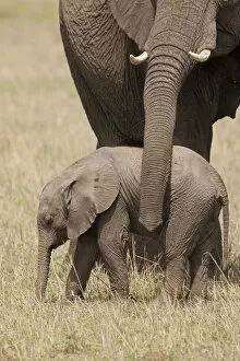Images Dated 25th November 2006: Africa, Kenya, Masai Mara Game Reserve, African Elephant, Loxodonta africana, mother