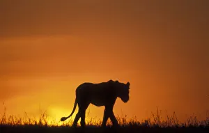 Africa, Kenya, Masai Mara Game Reserve, Silhouette of Lion (Panthera leo) walking