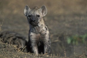 Africa, Kenya, Masai Mara Game Reserve, Spotted Hyena pup (Crocuta crocuta) resting