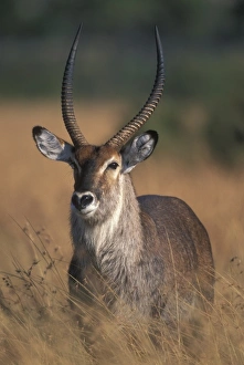 Africa, Kenya, Masai Mara Game Reserve, Waterbuck (Kobus ellipsiprymnus) in early