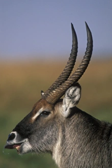Africa, Kenya, Masai Mara Game Reserve, Close-up of Adult Male Waterbuck (Kobus ellipsiprymnus)
