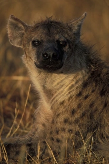 Africa, Kenya, Masai Mara Game Reserve, Adult Female Spotted Hyena(Crocuta crocuta)