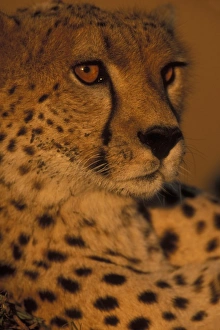 Africa, Kenya, Masai Mara Game Reserve, Close-up portrait of young Adult Male Cheetah