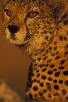 Africa, Kenya, Masai Mara Game Reserve, Close-up portrait of young Adult Male Cheetah