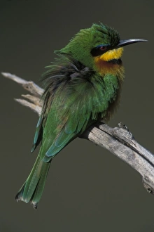 Africa, Kenya, Masai Mara Game Reserve, Little Bee Eater (Merops pusillus) perched