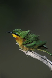 Africa, Kenya, Masai Mara Game Reserve, Little Bee Eater (Merops pusillus) perched