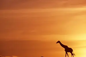 Images Dated 4th May 2009: Africa. Kenya. Masai Mara. Giraffe (Giraffa camelopardalis) walks across the plains