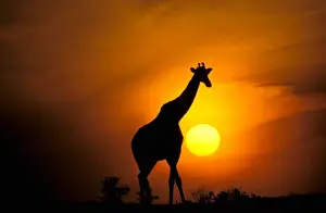 Kenyan Prints: Africa, Kenya, Masai Mara. Giraffe (Giraffe camelopardoalis)