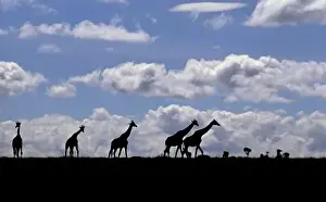 Images Dated 2nd November 2011: Africa, Kenya, Masai Mara. Giraffes (Giraffa camelopardalis) silhouetted against the sky